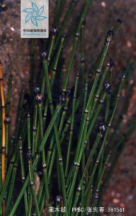  p>蔺木贼,拉丁学名equisetum scirpoides michoux,别称 a href="#"