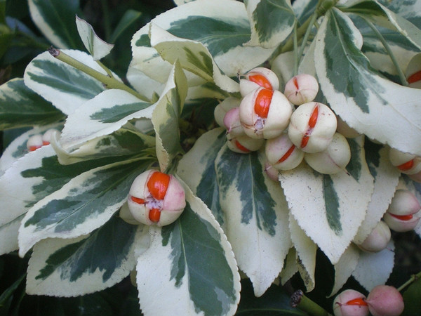  p data-id="ta9flyy66olp">冬青卫矛( i>euonymus japonicus /i>