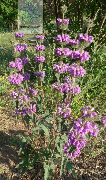  p>串铃草,phlomis mongolica turcz.