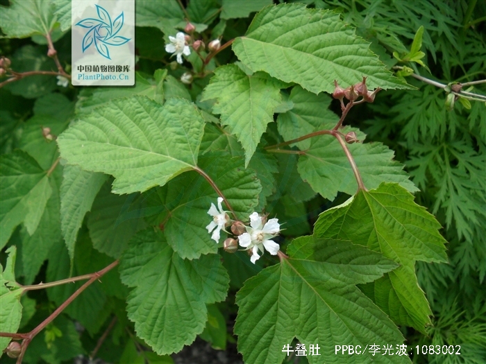 牛叠肚