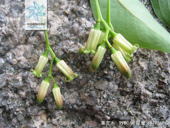  p>青皮木,中药名.