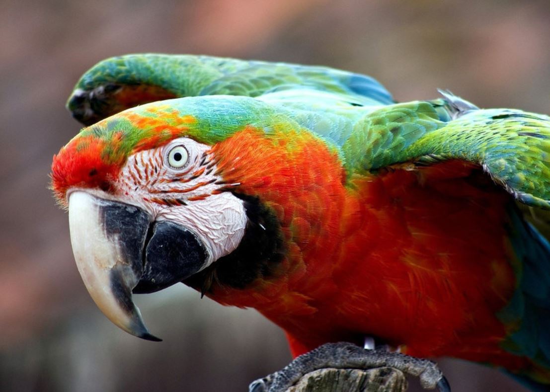  p>小丑金刚鹦鹉(harlequin   macaw):是由两种不同的 a>金刚鹦鹉 /a>