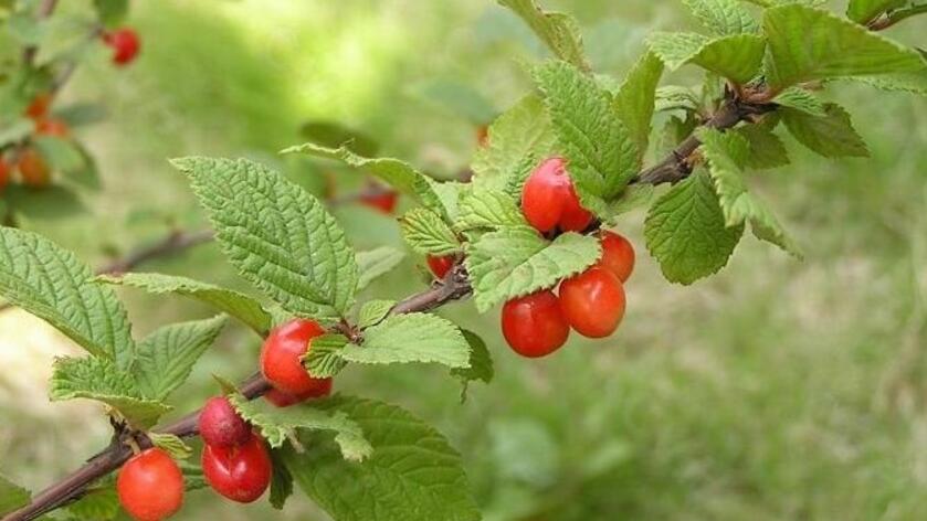  p>多毛樱桃(学名: i>cerasus polytricha /i> (koehne) yü et li)为