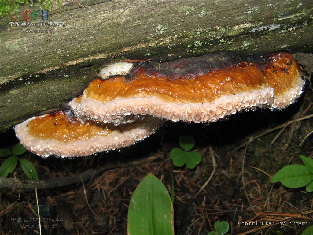  p data-id="gnbprpdqbw">多孔菌目的1科.