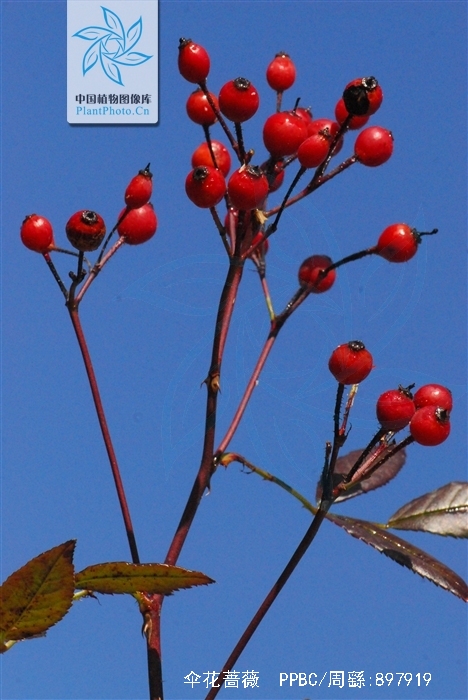  p>伞花蔷薇(学名: i>rosa maximowicziana /i> regel)有刺小 a href=