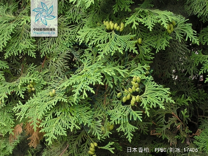 日本香柏
