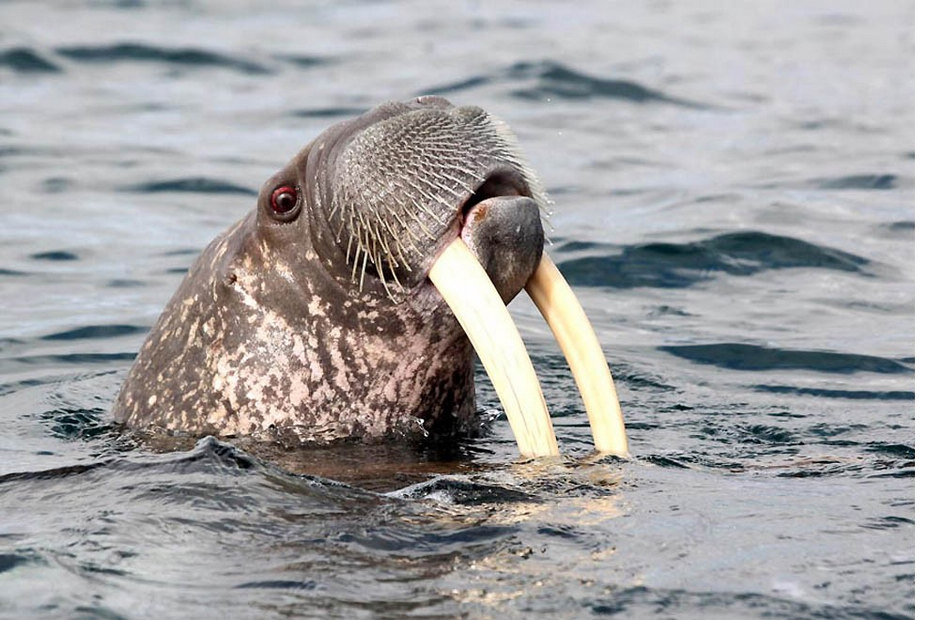 data-lemmaid="2081681">海象科 /a>海象属的一种动物