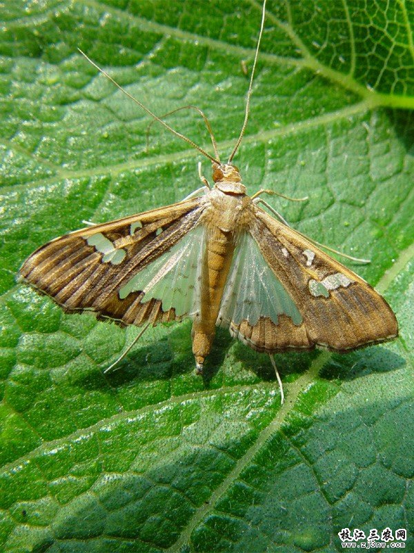 ="_blank" href="/item/螟蛾科">螟蛾科 /a>豆荚野螟属的一种昆虫
