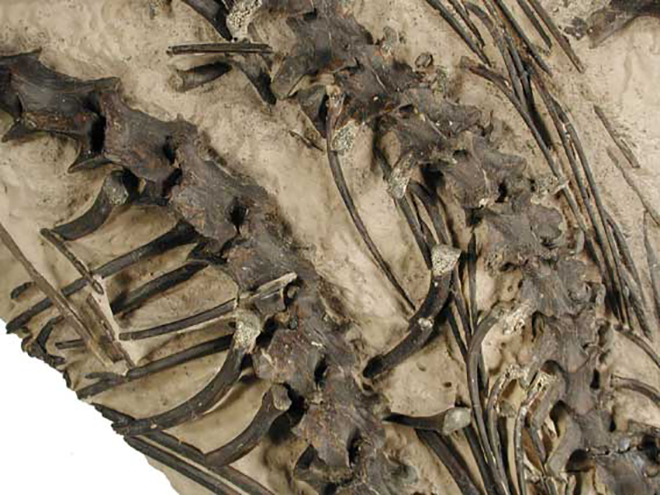  p>古杯蛇是出现于古新世至渐新世的一种古海蛇,小的体长1·5米,大的9