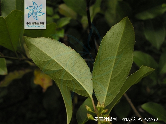  p>冬青叶鼠刺(学名: i>itea ilicifolia /i> oliv.