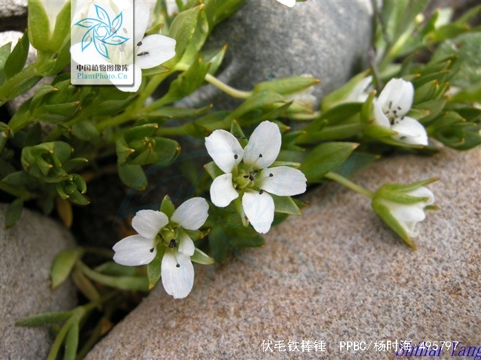  p>伏毛铁棒锤 (学名: i>aconitum flavum /i> hand.-mazz.