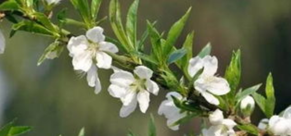  p>单瓣白桃(学名: i>amygdalus persica /i> l. var.