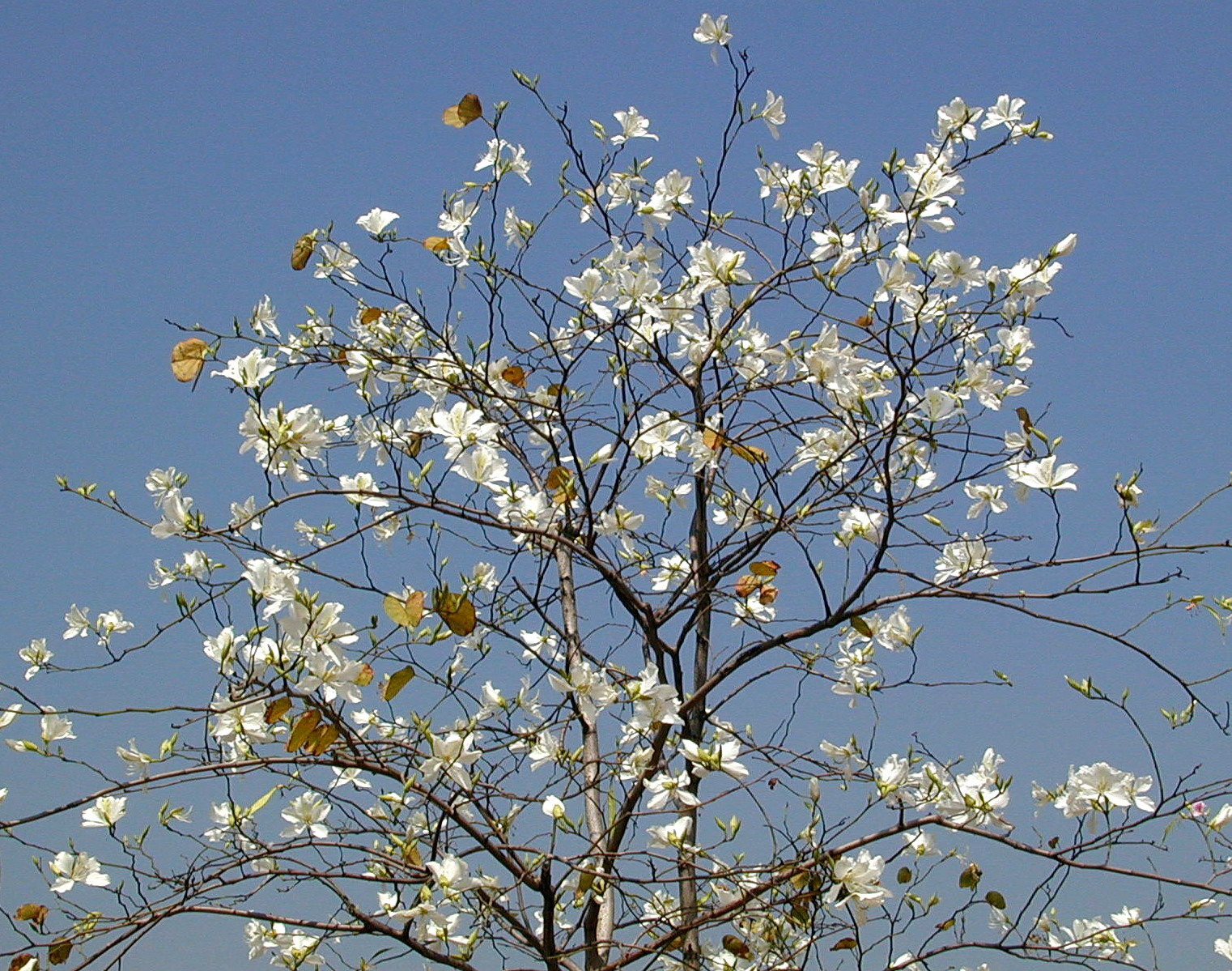 白花羊蹄甲