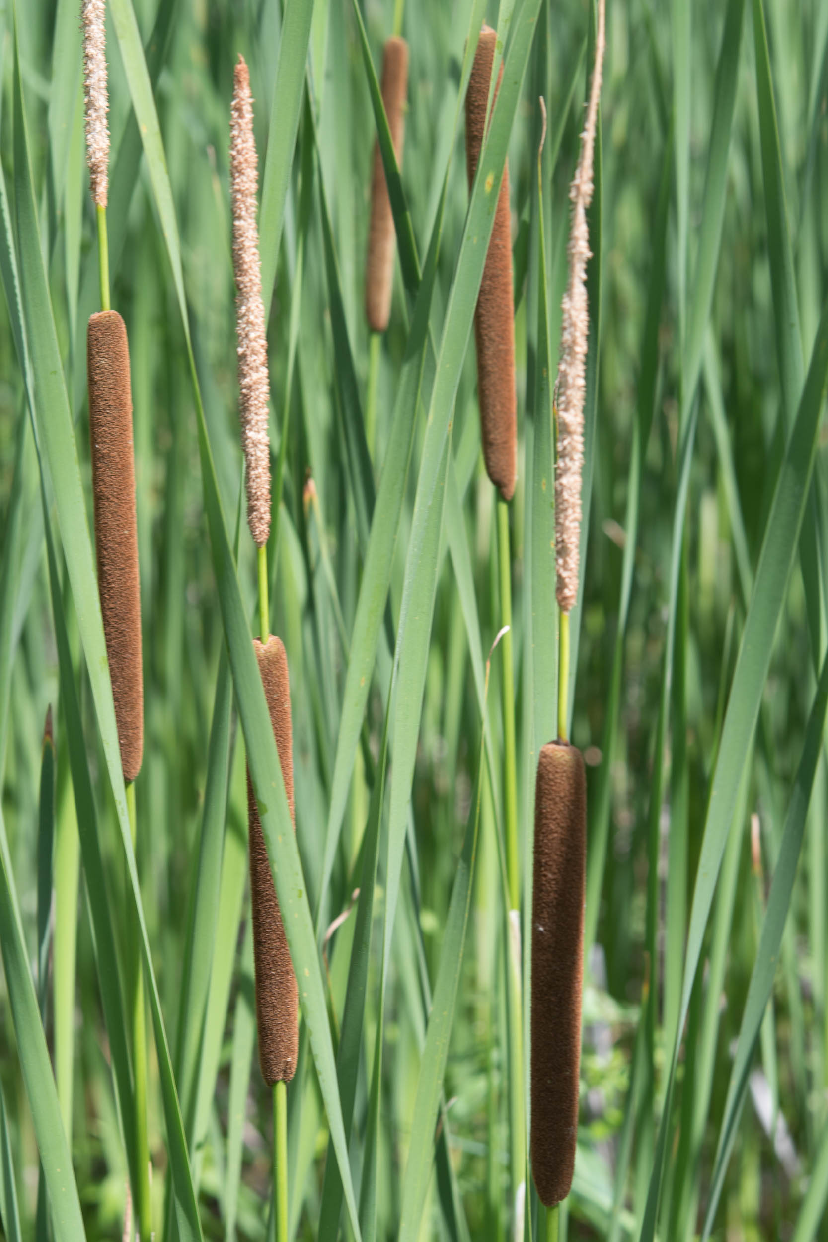  p>香蒲属(学名: i>typha /i> linn.