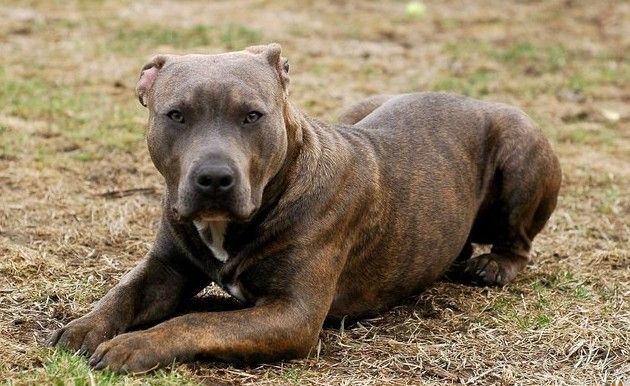 american pit bull terrier