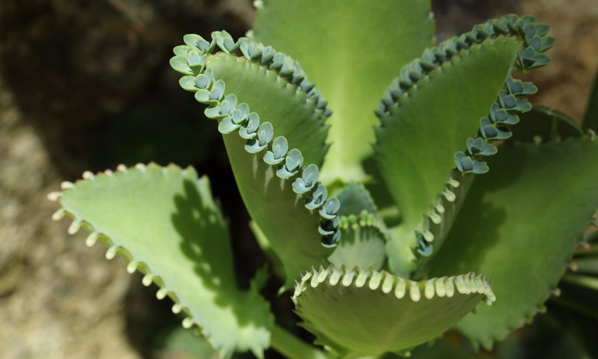  p>景天科(学名:crassulaceae)是 a href="#" data-lemmaid="229183">