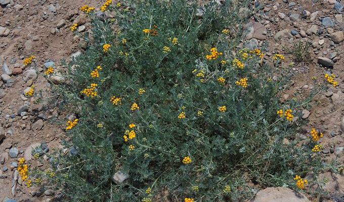  p> b>细叶亚菊 /b>(学名: i>ajania tenuifolia /i>)为菊科亚菊属的