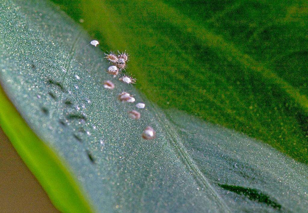  p>草蛉虫又名 a target="_blank" href="/item