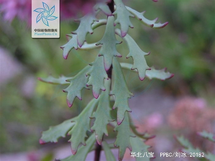 h. ohba var. tatarinowii