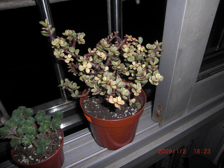 p>雅乐之舞 i>pailulacaria afra/i var.