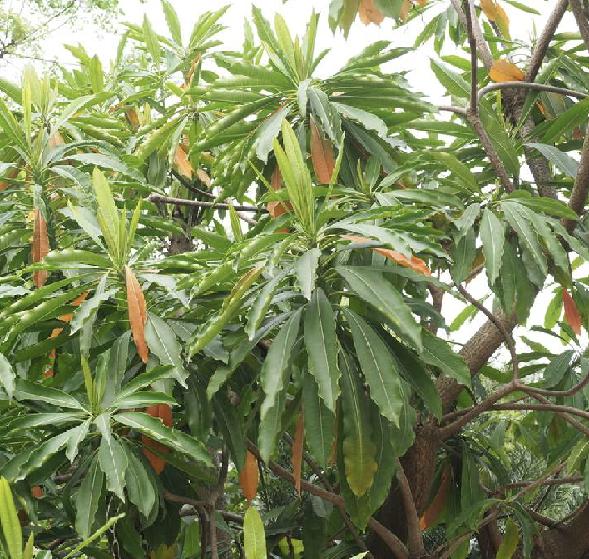 是夹竹桃科海杧果属植物,乔木,高4-8米,胸径6-20厘米;树皮灰褐色