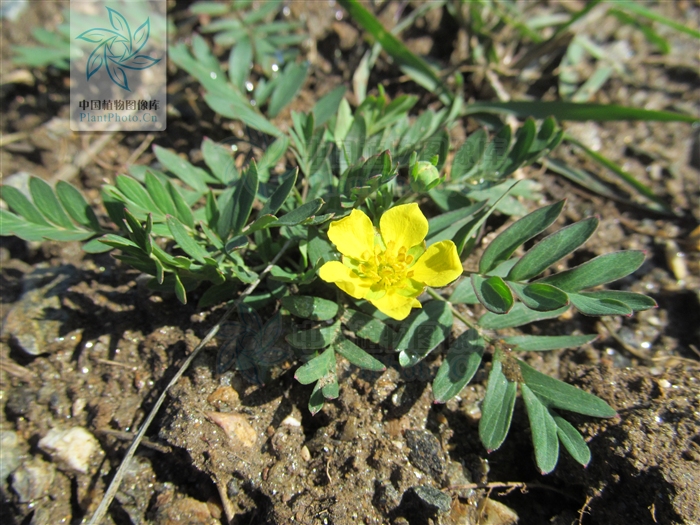 p>矮生二裂委陵菜,本变种与原变种区别在于,植株矮小铺散,花茎长在7