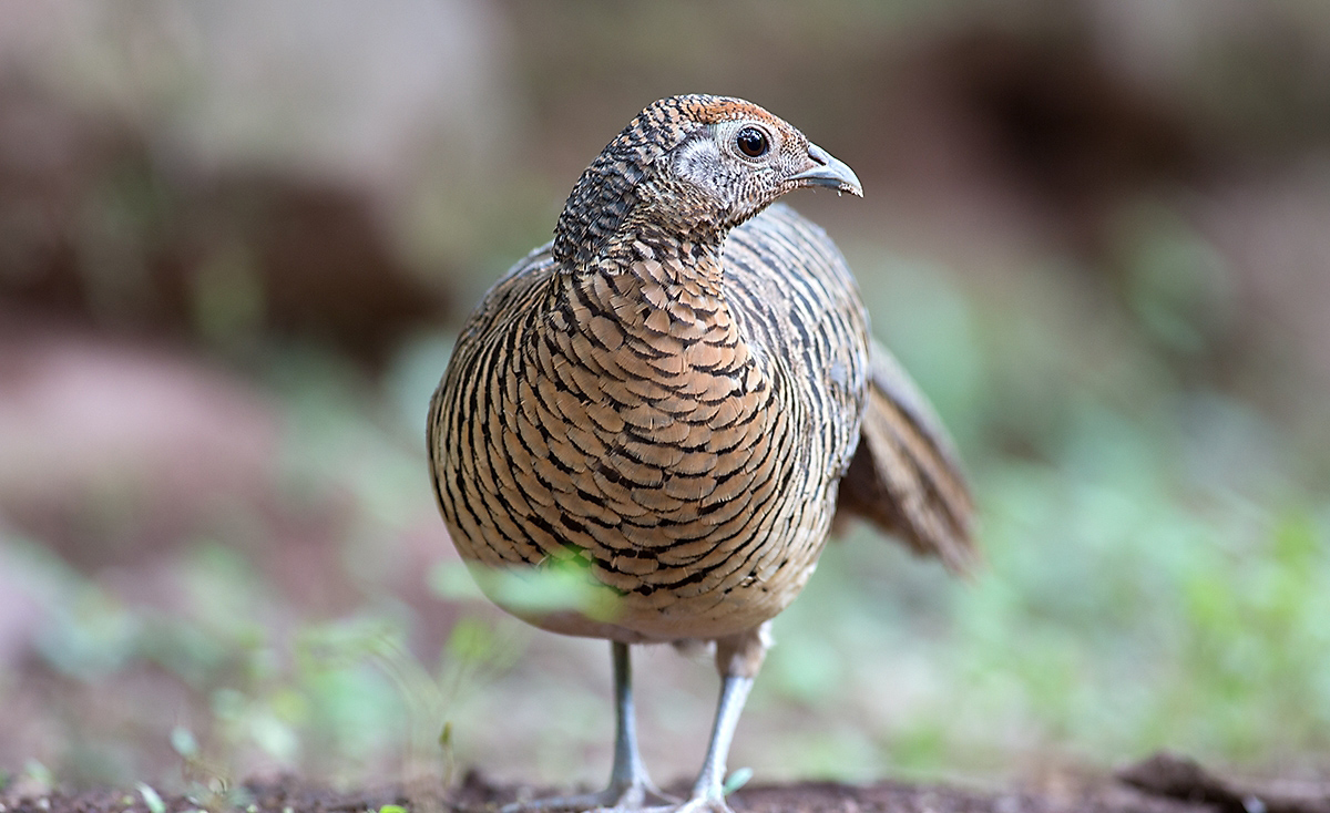  p>白翅斑鸠,streptopelia reichenowi (erlanger, 1901), a href="#"