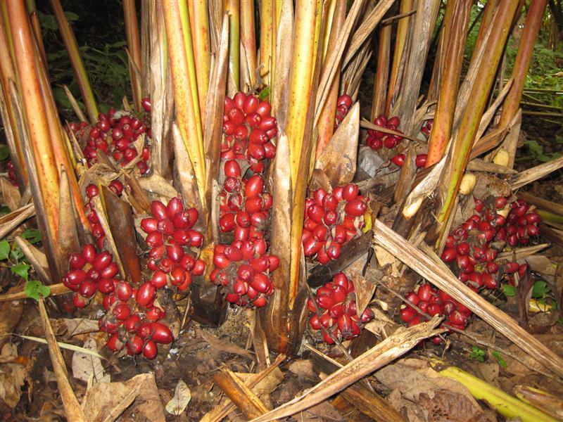  p>草果(学名: i>amomum tsaoko /i> crevost et lemarie)是姜科,豆蔻