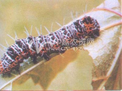  p>葡萄虎蛾,seudyra subflava moore,属鳞翅目 a href="#">虎蛾科 /a