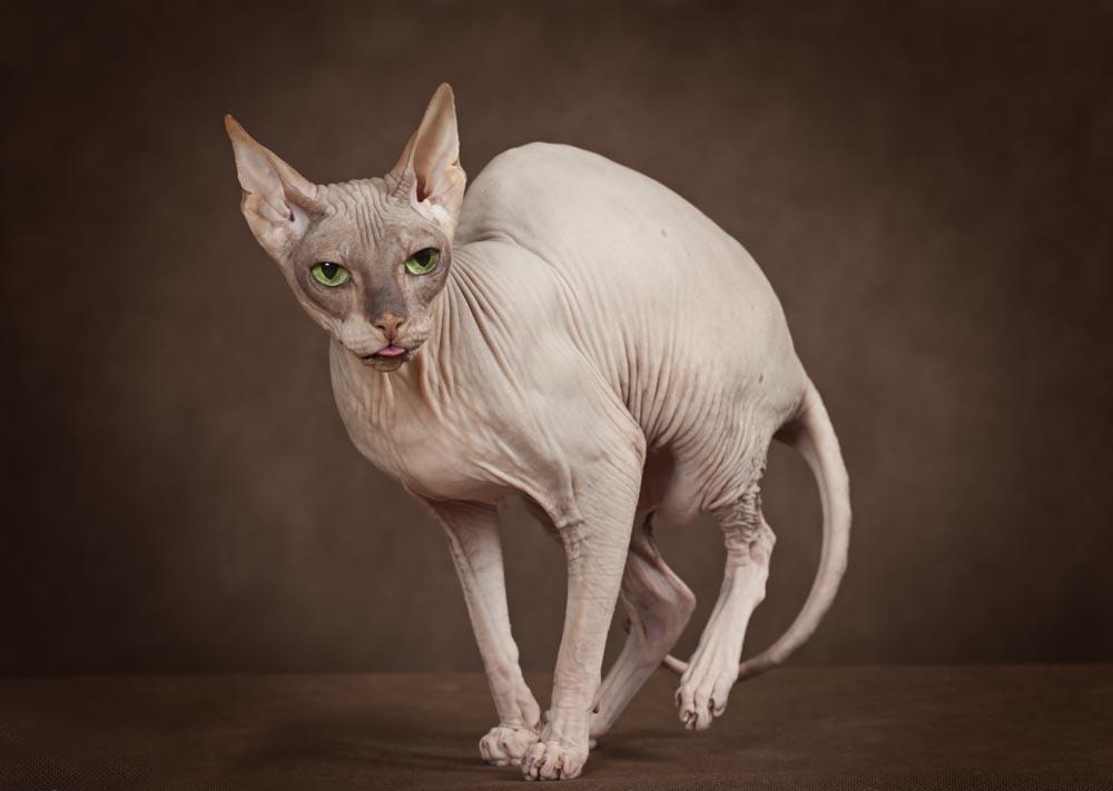  p>加拿大无毛猫(canadian hairless)亦称斯芬克斯猫,是加拿大 a href