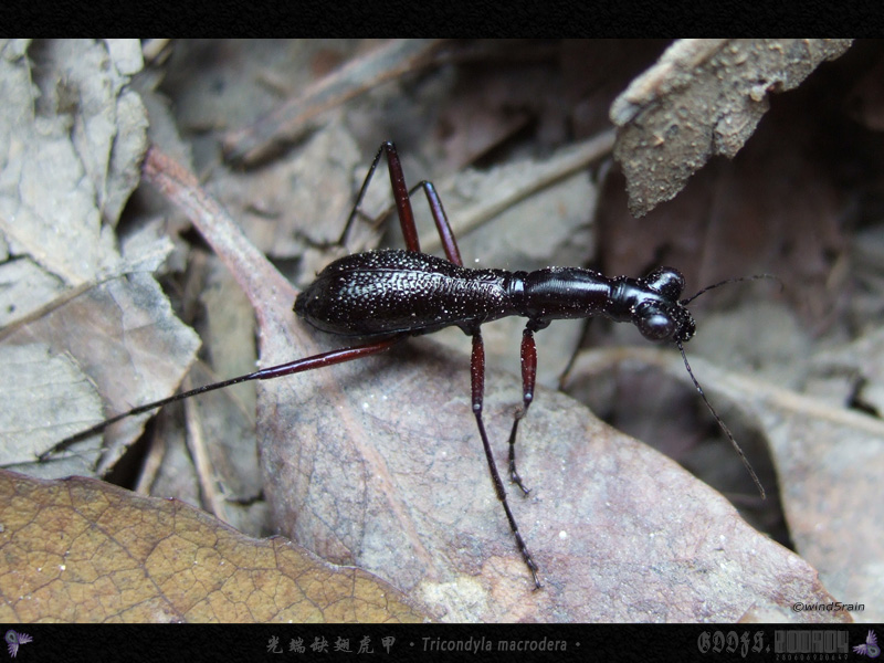  p>光端缺翅虎甲(tricondyla macrodera chaudoir), a target="_blank