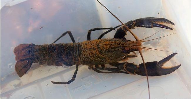  p>马龙螯虾(cherax cainii-marron),世界第三大淡水螯虾,生活在澳洲