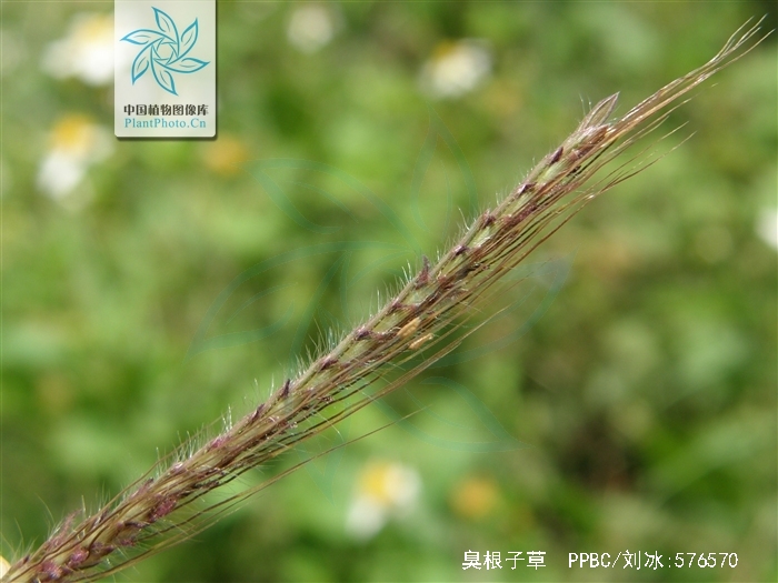  p>臭根子草(学名: i>bothriochloa bladhi /i> i>i /i> (retz.) s.