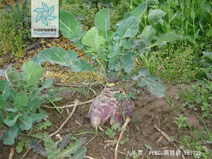  p>芥菜(学名: i>brassica juncea /i>   (l.) czern. et coss.