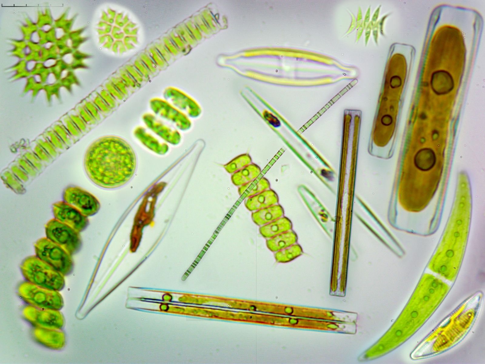 藻是单细胞生物,是 a target="_blank" href="/item/藻类/2875032"