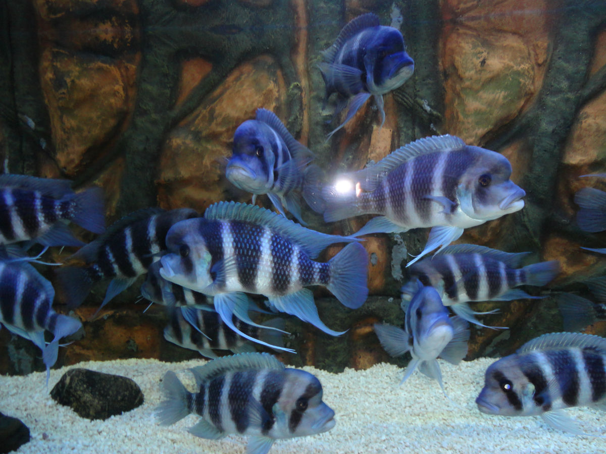 the republic of burundi