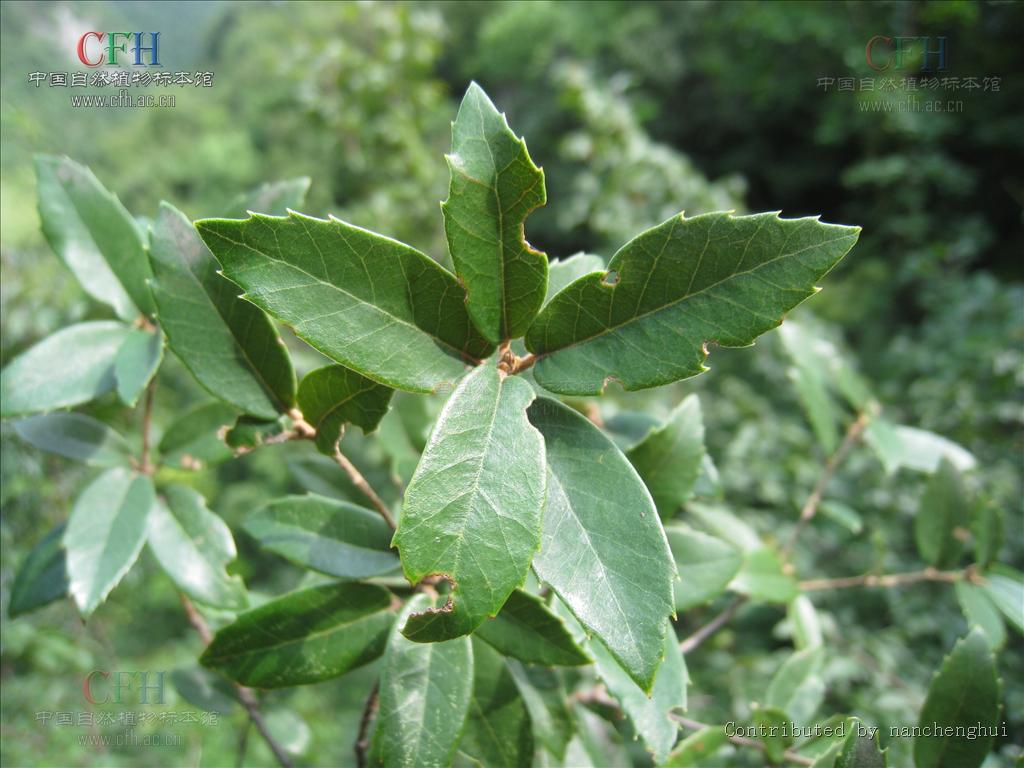  p>岩栎为乔木植物.