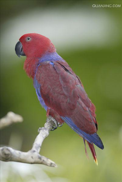  p>华贵折衷鹦鹉(学名:eclectus roratus roratus)是折衷鹦鹉的指名