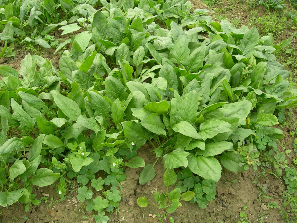 八宝菠菜