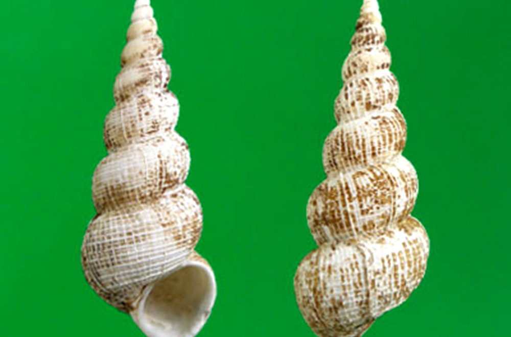  p>薄肋海蛳螺是 a>中腹足目海蛳螺科 /a>的一种生物,主要分布于