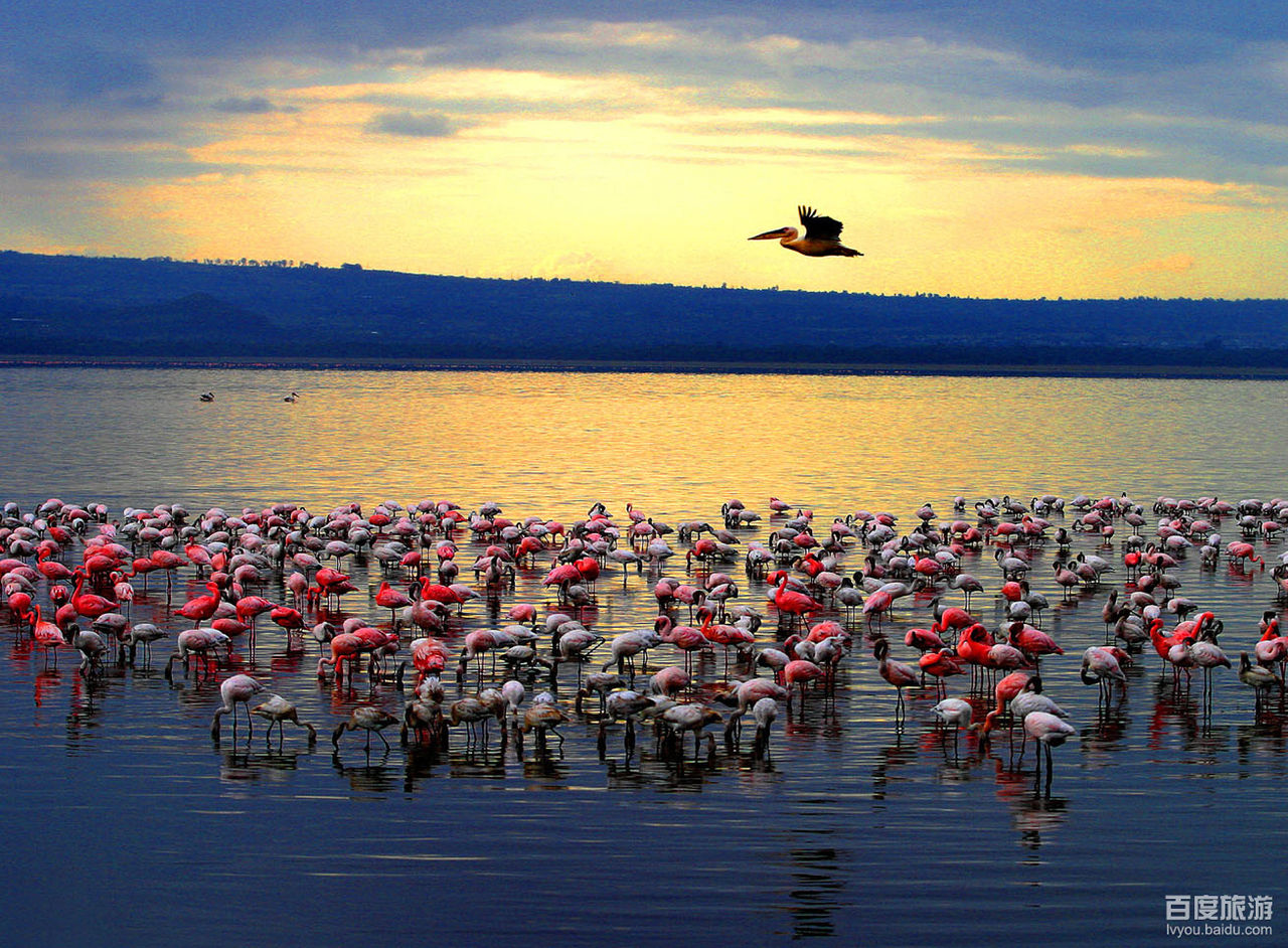 gnwlqpvzor">纳库鲁, a target="_blank" href="/item/肯尼亚/414093"