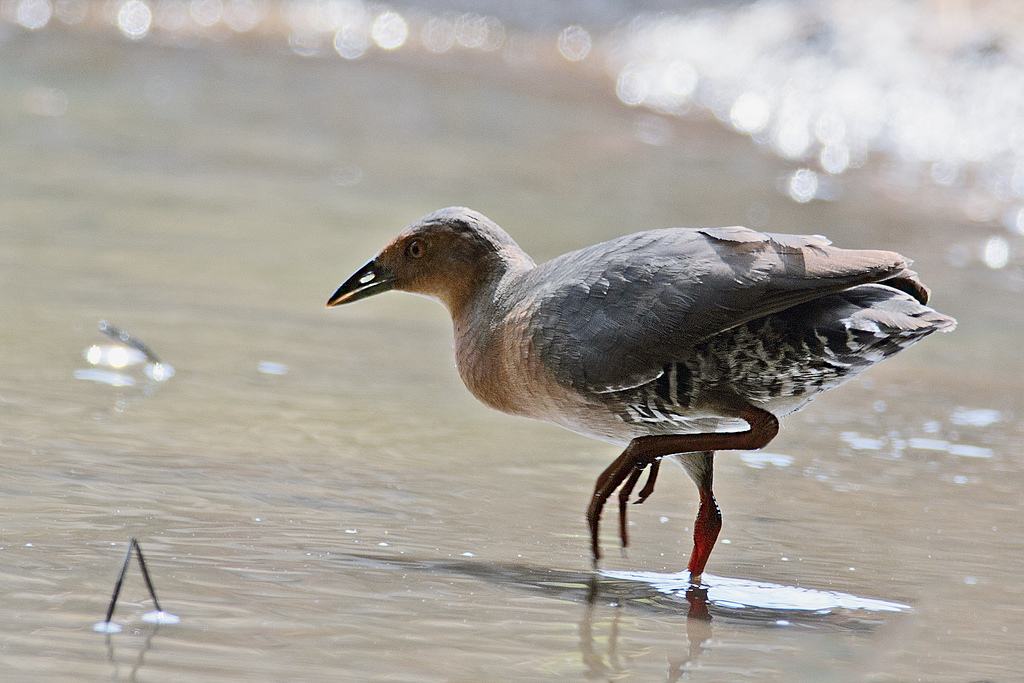 paint-billed crake