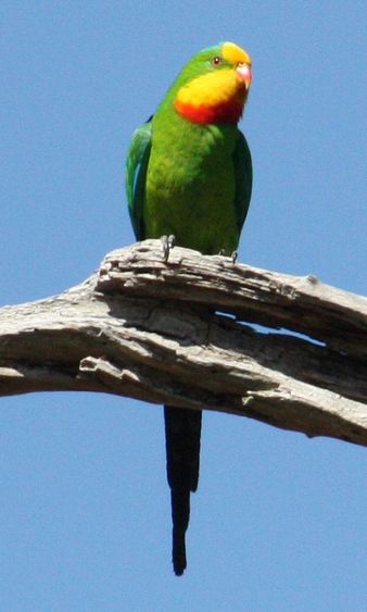  p>超级鹦鹉(学名:polytelis swainsonii)是典型的 a href="#" data