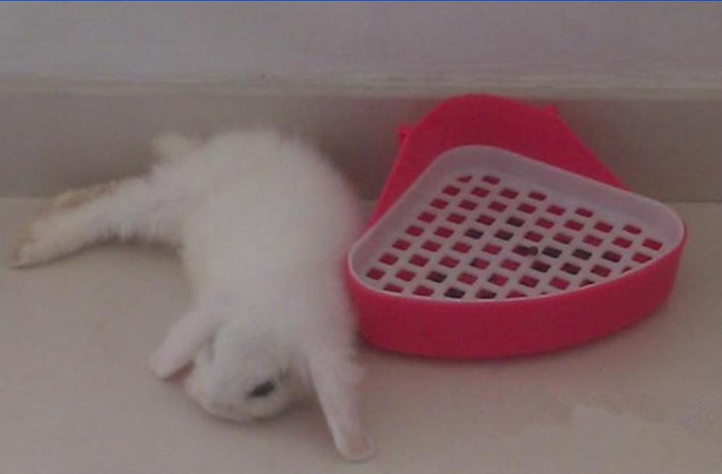  p>水兔是兔科,兔属,哺乳纲的一种 a href="#" data-lemmaid="216062"