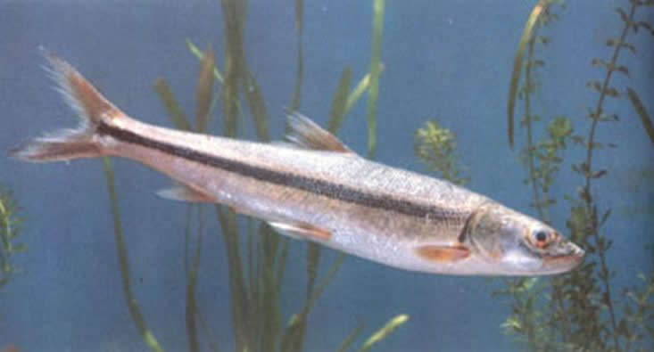  p>叶结鱼(tor(parator) zonatus)属鲤形目,鲤科,鲃亚科,结鱼属.