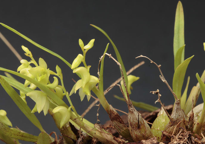  p>草石斛(学名: i>dendrobium compactum /i>  rolfe ex w.