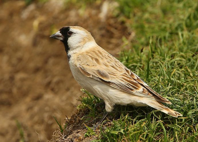  p>黑喉雪雀(学名: i>pyrgilauda davidiana /i>):体重21-25克,体长