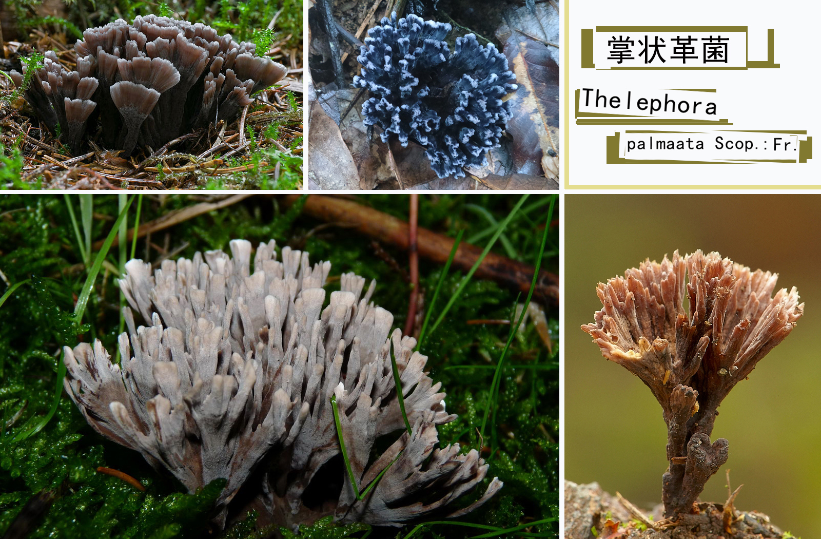 thelephora palmaata scop. : fr.