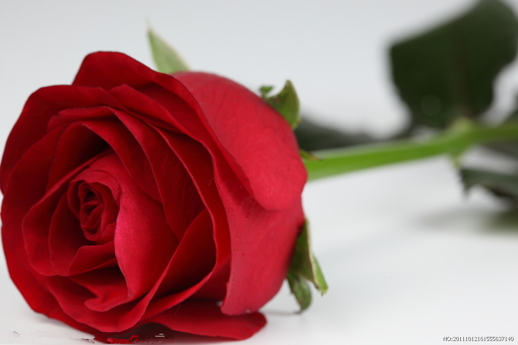 一朵红红的玫瑰