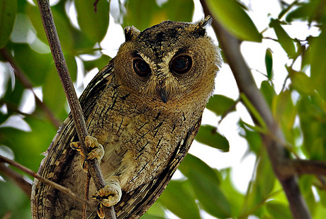  p>乌雕鸮(学名: i>bubo coromandus /i>),为 a href="#">鸱鸮科 /a>